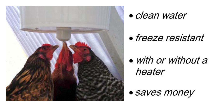 Hens