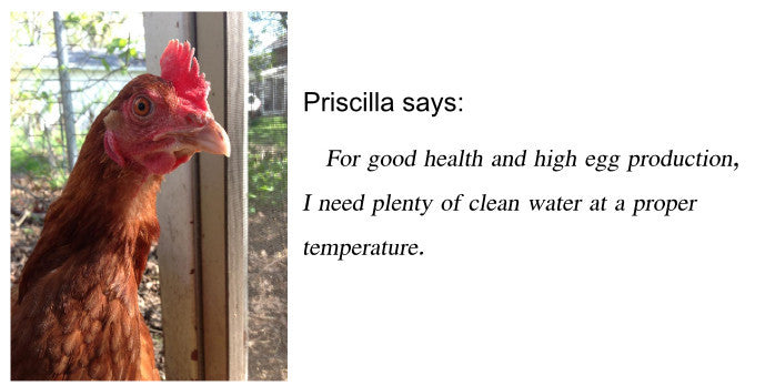 Priscilla